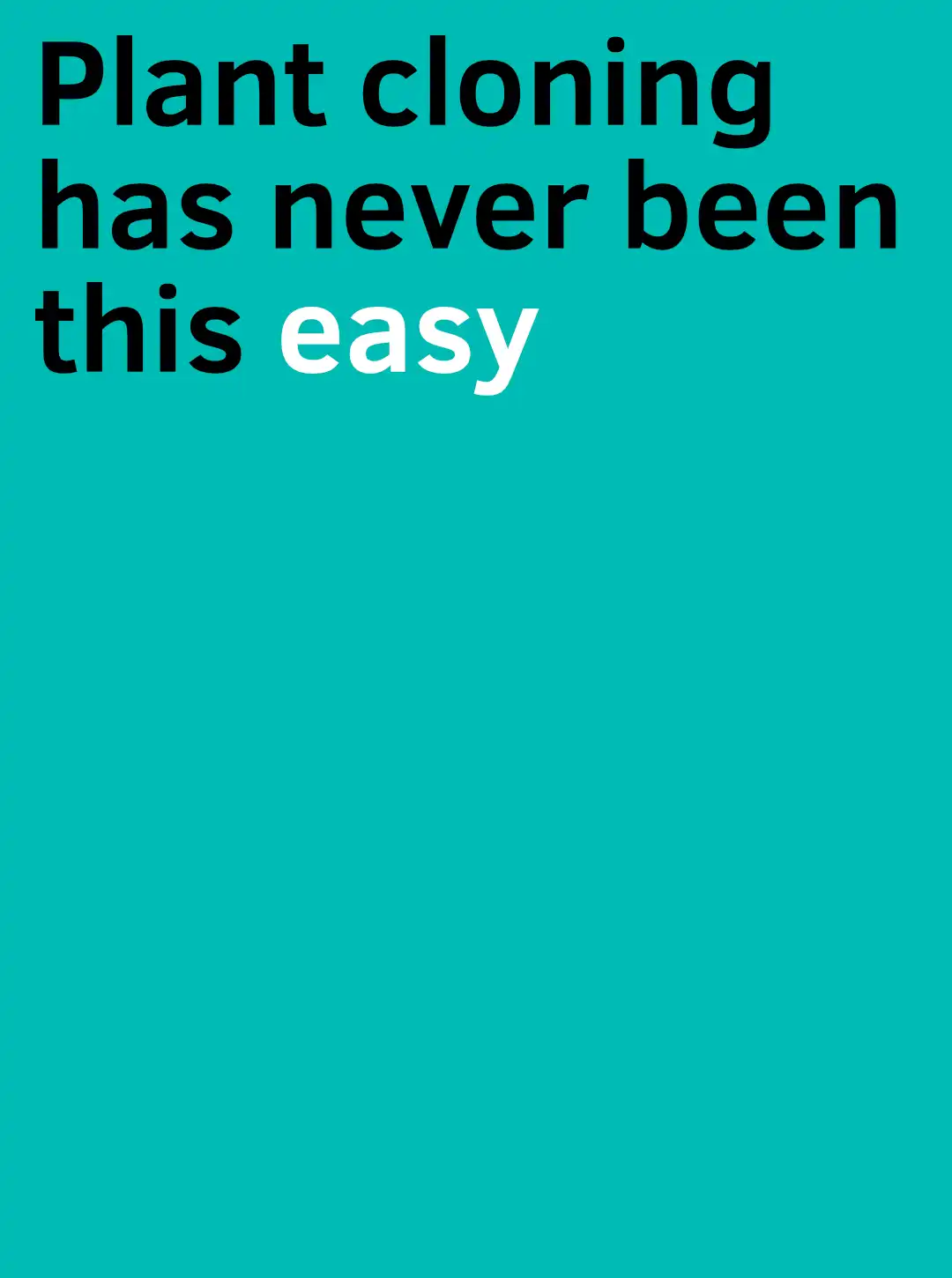 Petrifern typography